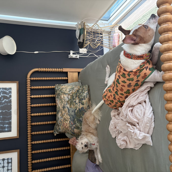 Birch Lane™ Louisa Solid Wood Low Profile Standard Bed & Reviews